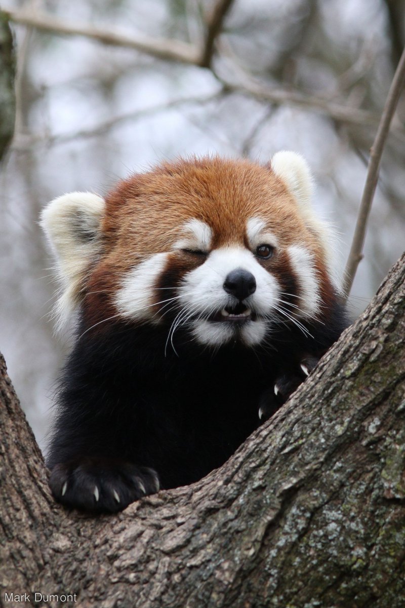 Сумчатая Панда