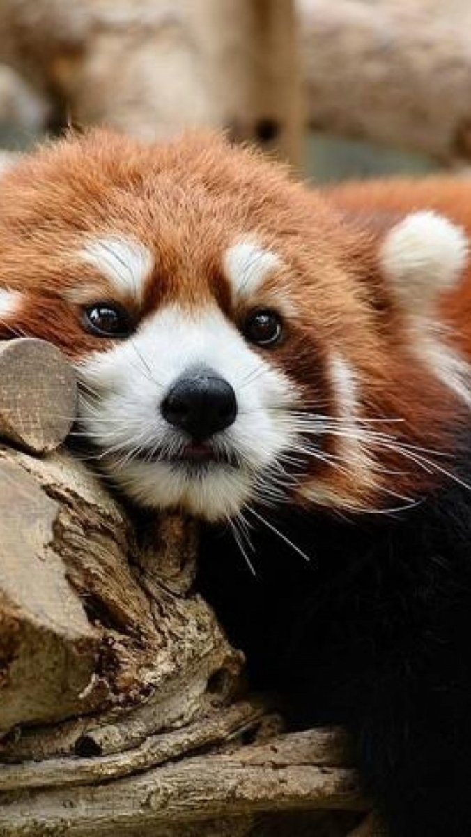 Рыжая Панда