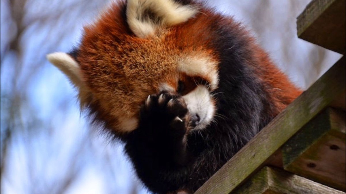 Малая (красная, рыжая, енотовидная) Панда