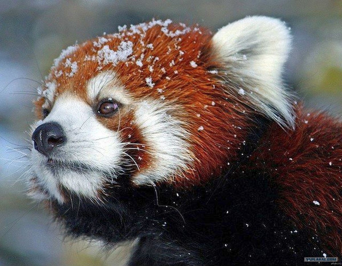 Красная Панда шерсть