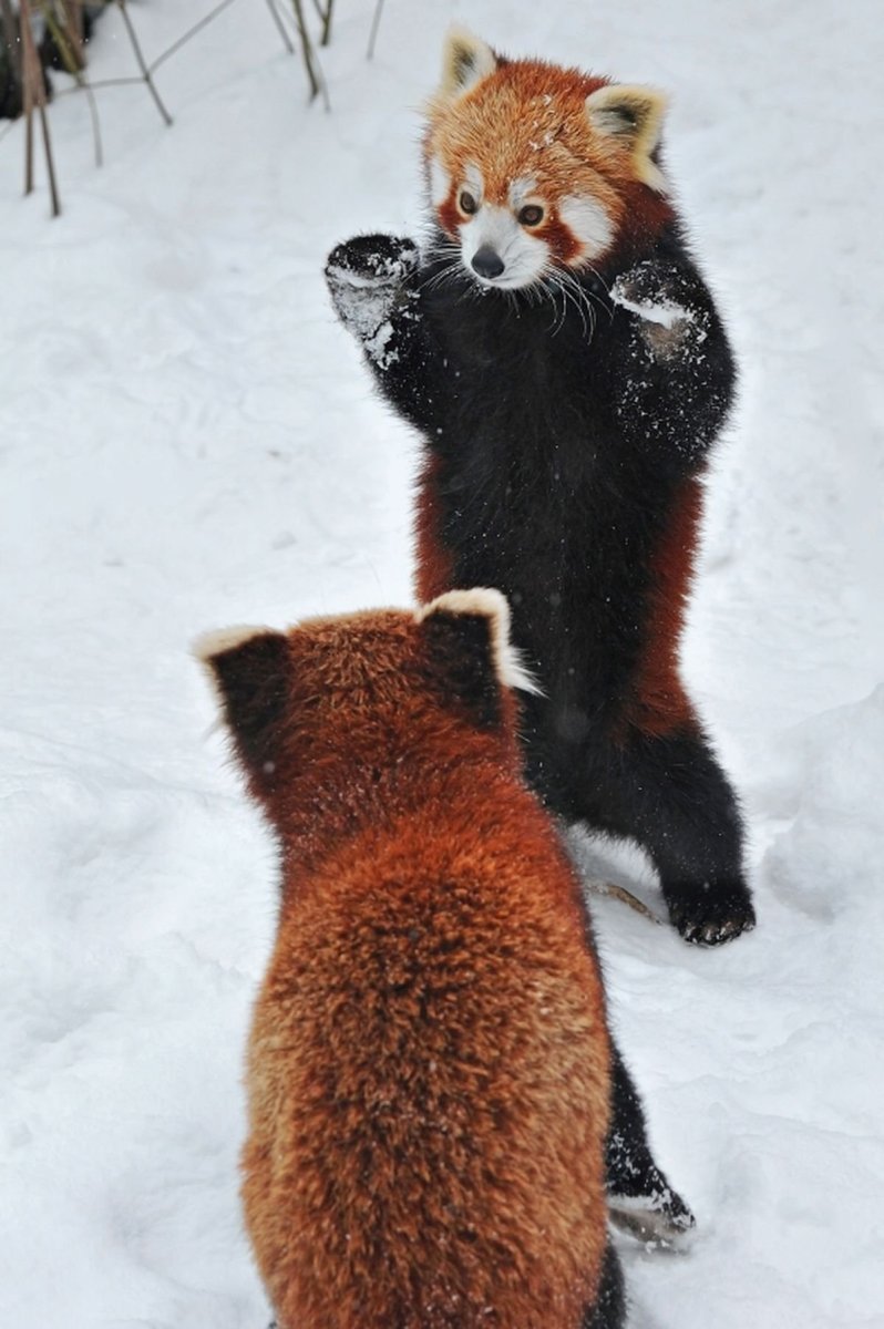 Малая Панда