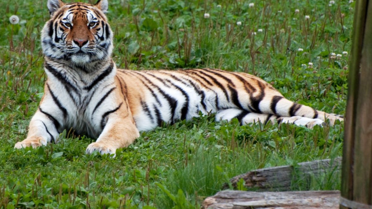 Полоски тигра