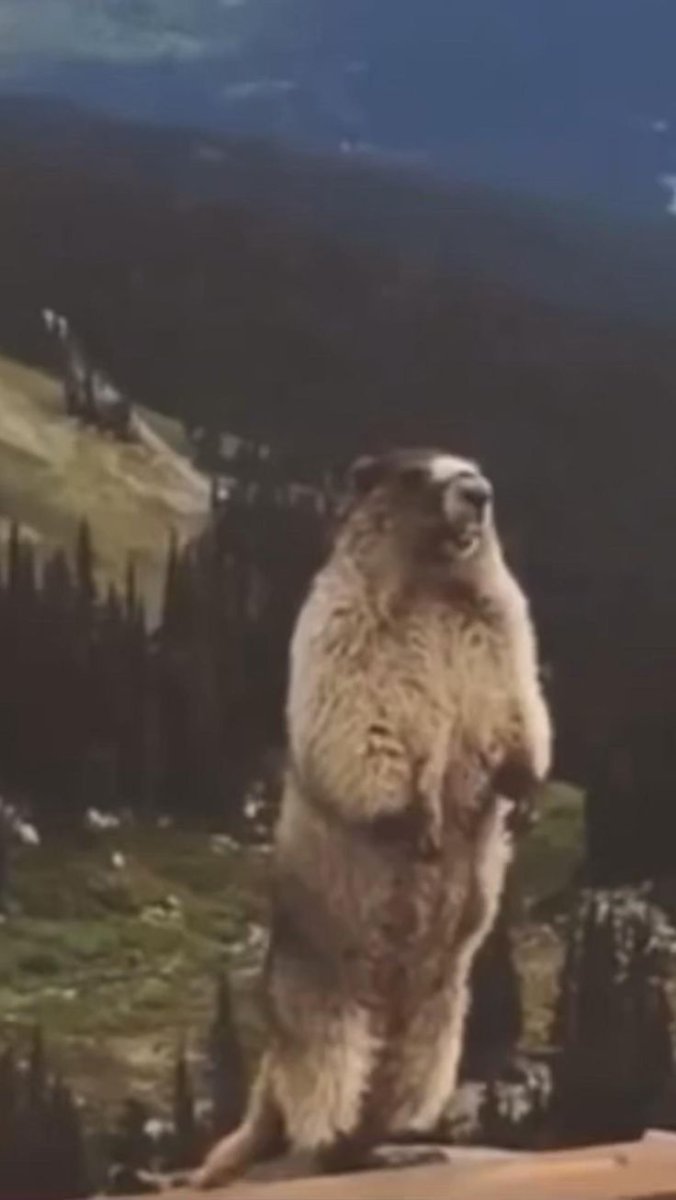 Кричащий сурок