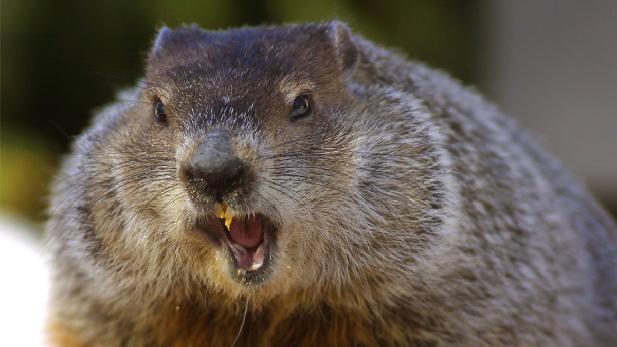 Сурок и бобер