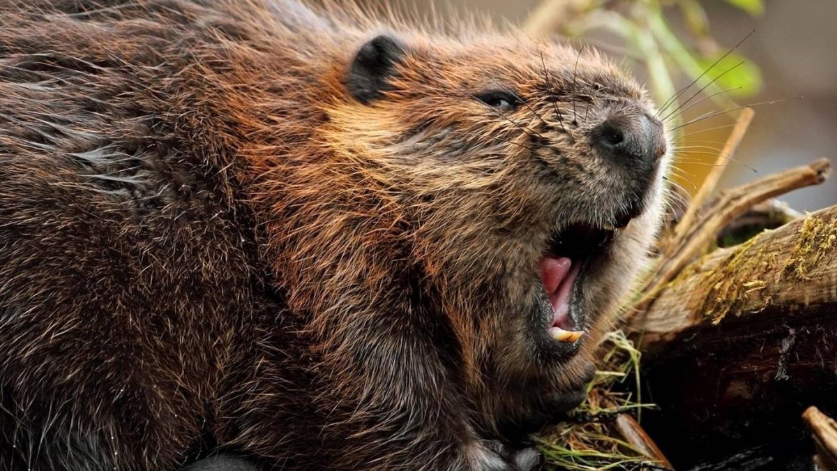 Орущий бобер