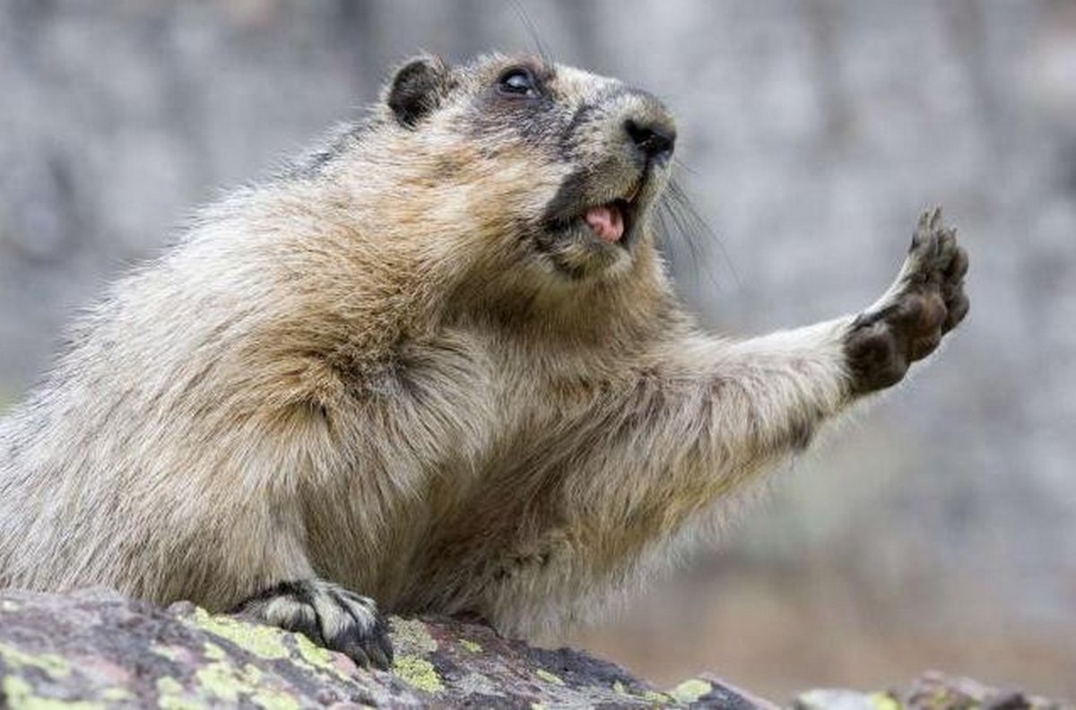 Ванкуверский сурок