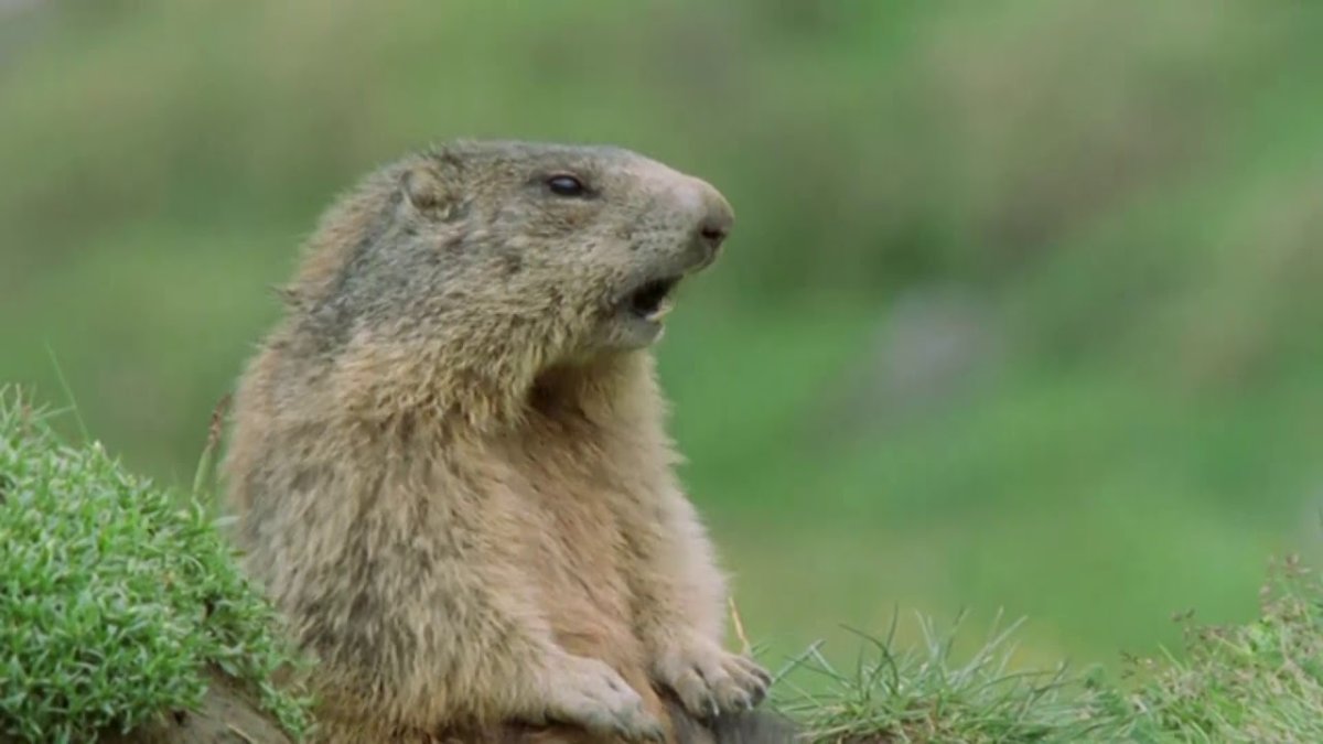 Кричащий суслик