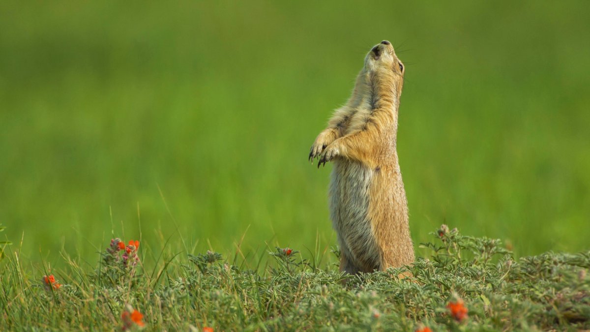 Суслики смешные