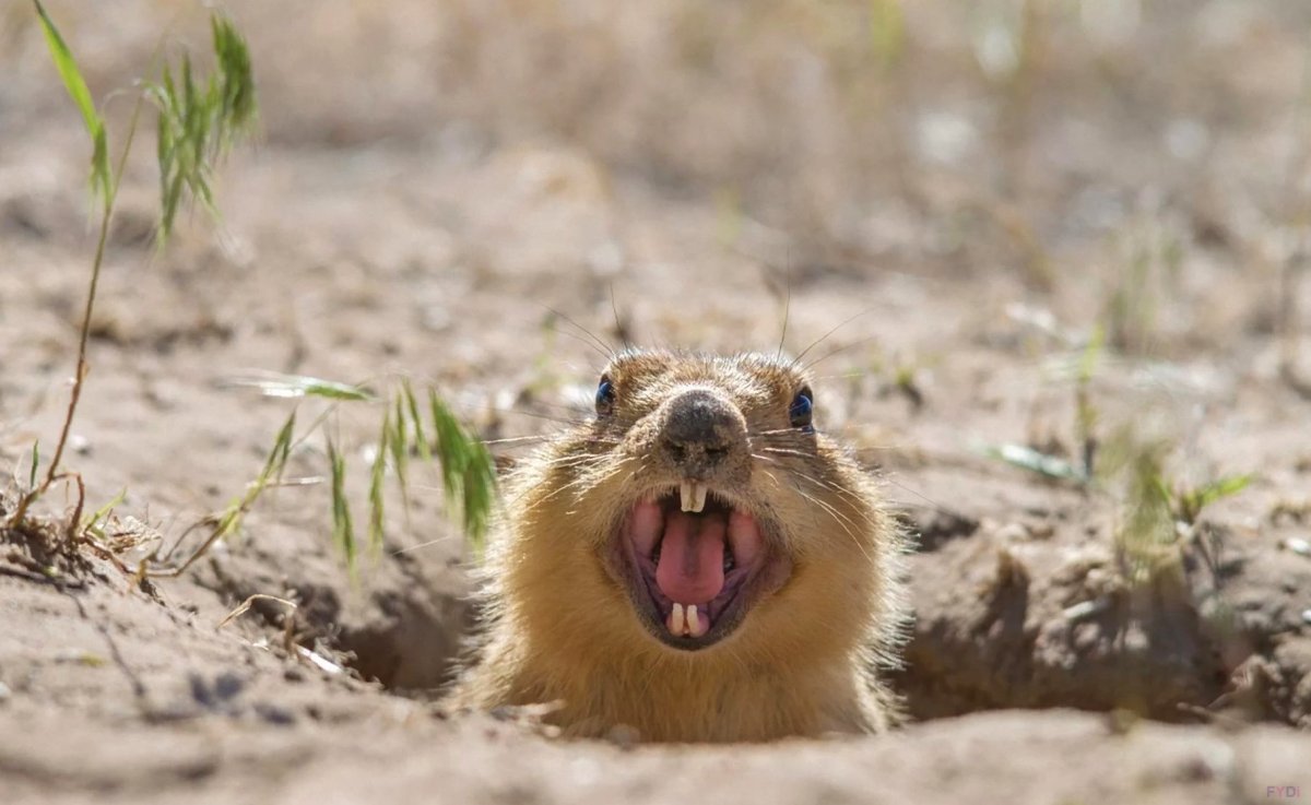 Суслик Степной