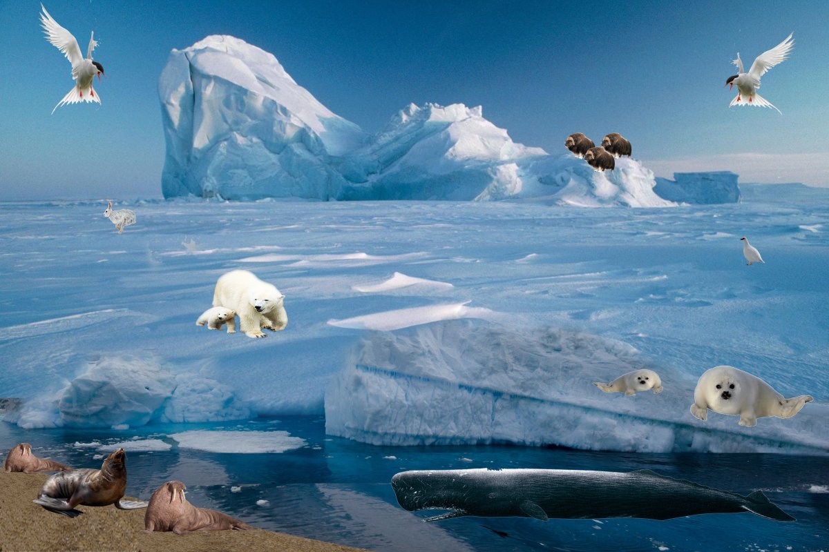 Медведи в антарктиде