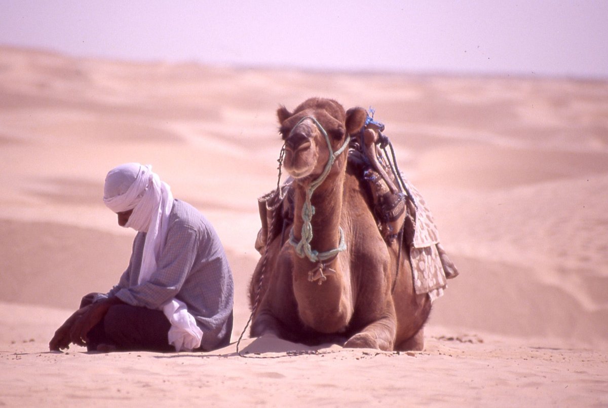 Бедуин обезьяна