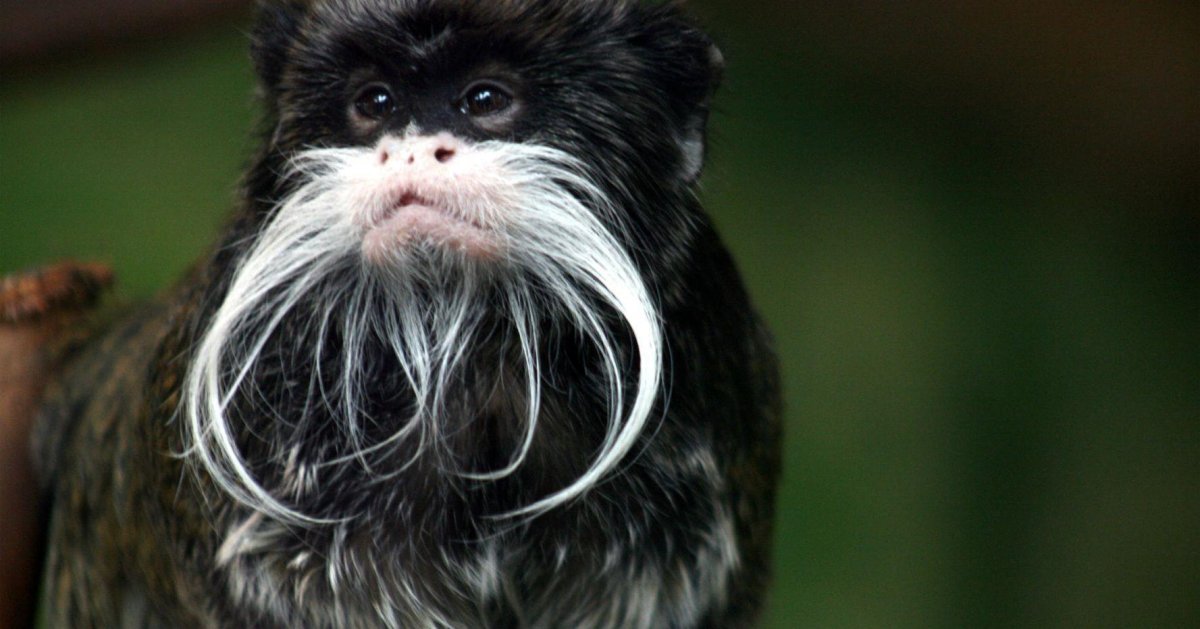 Бородатый Императорский Тамарин