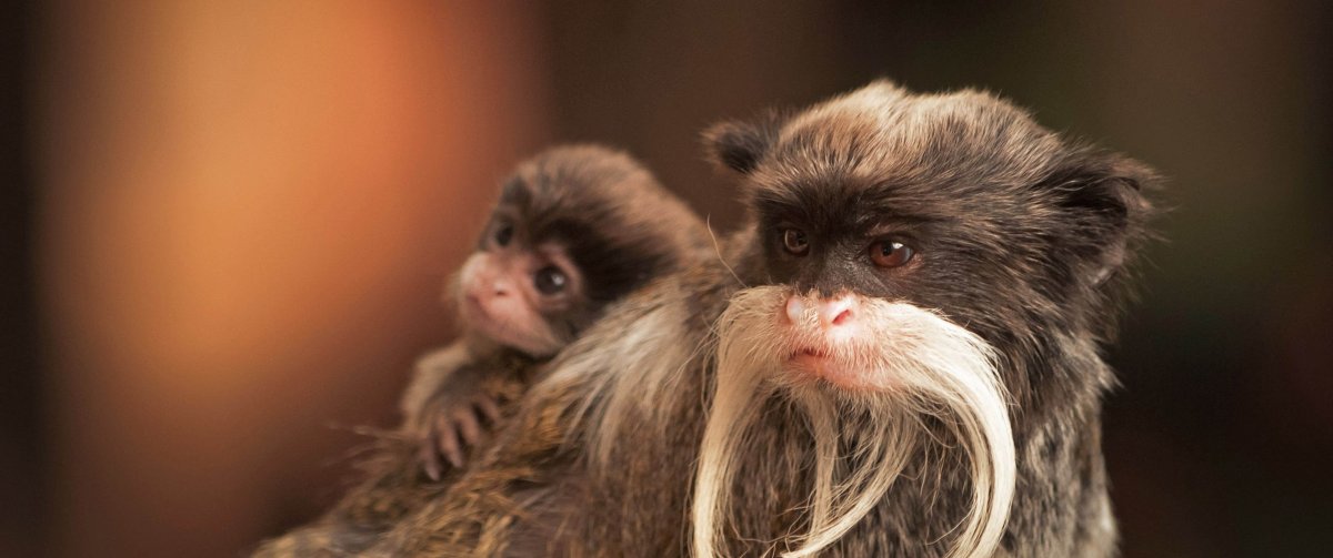 Wallpapers мартышка бородатая